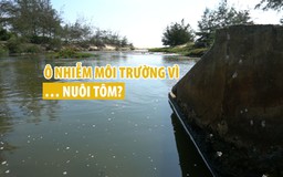 Ô nhiễm môi trường vì... nuôi tôm?