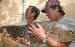 Ngư dân Quảng Ngãi nghi bắt được cá sủ vàng nặng 18 kg