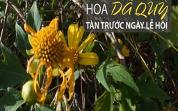 Hoa dã quỳ tàn trước ngày lễ hội