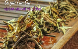 Cô gái Lào Cai và tình yêu với trà cổ thụ