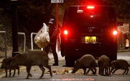 Chiến dịch diệt lợn rừng bắt đầu tại Hồng Kông sau khi một cảnh sát bị lợn ủi, cắn