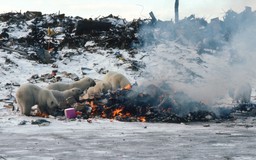 Trái đất ấm lên, gấu Bắc Cực 'sa cơ' phải bới rác