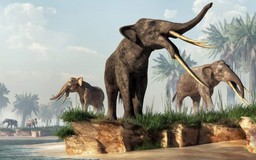 Họ hàng voi 12.000 năm trước to cỡ nào?