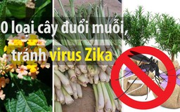 10 loại cây đuổi muỗi bất ngờ, giúp cả nhà tránh virus Zika