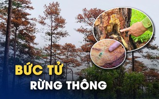 Lâm tặc khoan lỗ đổ hóa chất, hạ sát rừng thông 30 năm tuổi ở Lâm Đồng