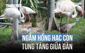 Hồng hạc con mới nở tung tăng giữa đàn ở Thảo Cầm Viên sau 20 năm chờ đợi