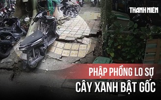 Khoảnh khắc thót tim cây xanh lớn chực bật gốc ở Thanh Đa