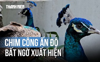 Mê mẩn bộ lông chim công quý tình cờ 'ghé thăm' chung cư