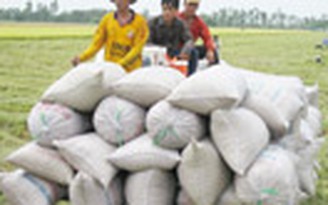 Tìm hướng phát triển lúa gạo bền vững