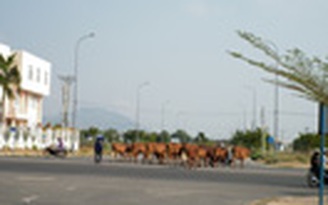 Đàn bò vào thành phố