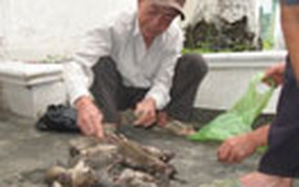 Đội đặc nhiệm diệt chuột ở Quảng Ninh