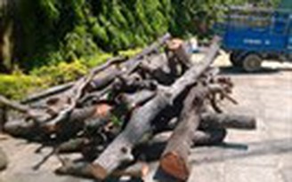 Truy tìm nhóm cưa trộm hơn 3 tấn gỗ đào Truy tìm nhóm cưa trộm hơn 3 tấn gỗ đào