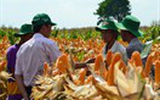 Đột phá chính sách chuyển đổi cây trồng Đột phá chính sách chuyển đổi cây trồng