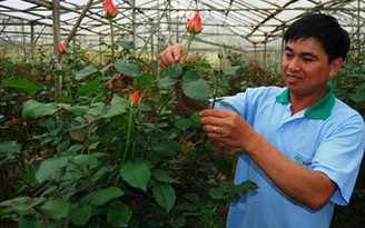 Triệu phú hoa hồng Triệu phú hoa hồng