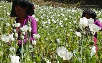 ‘Cây thuốc phiện là thu nhập chính của nông dân Myanmar’