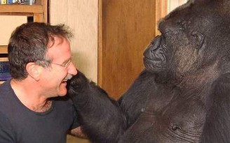 Chú khỉ đột thông minh nhất thế giới tiếc thương Robin Williams
