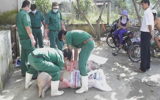 Thú y TP.HCM tiêu hủy lô heo tai xanh