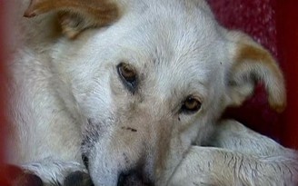 Mexico truy lùng đàn chó dại cắn chết người