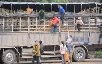 'Hôi dưa' trắng trợn gần cửa khẩu Tân Thanh