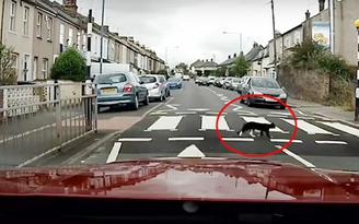 Giật mình trước ý thức giao thông của chú mèo khi sang đường