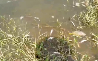 Quảng Ngãi: Cá, vịt chết bất thường trên sông do doanh nghiệp xả thải