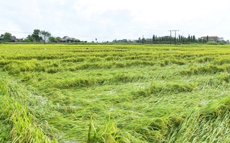 Quảng Ngãi: Xin chuyển hơn 26 ha đất lúa làm dự án khu đô thị