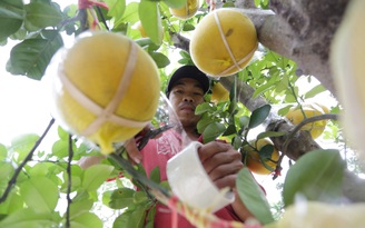 Những trái bưởi Diễn vàng óng giá hàng chục triệu/chậu chưng tết ở Sài Gòn