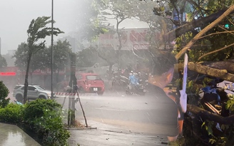 Mưa lớn gió giật mạnh ở Hà Nội: Cây cổ thụ đổ xuống đầu người đi đường