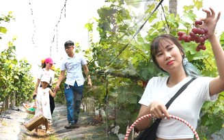 Nông trại nho nhập ngoại 1.000 gốc tại Hà Nội hút khách đến check-in