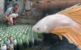 Trở thành triệu phú nhờ nuôi cá chọi trong chai phế liệu ngay giữa lòng thủ đô