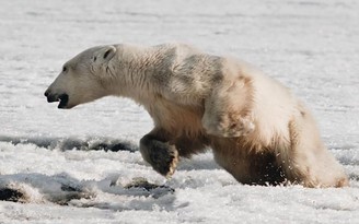 Vượt 700 km, gấu Bắc Cực vào làng Nga kiếm ăn
