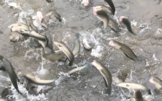 Chuyện lạ: Hàng chục ngàn con cá lóc biết... khiêu vũ ở Cần Thơ