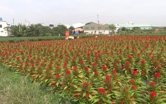 Vui buồn nghề hoa tết trước Tết Nguyên đán ở Sài Gòn