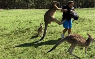 Gia đình may mắn sống sót khi bị kangaroo hung hăng tấn công
