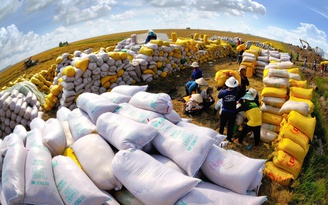 Lộc Trời xuất hơn 4.500 tấn gạo đi nhiều quốc gia