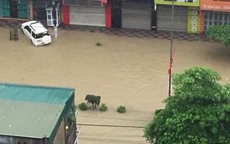 Mưa to Quảng Ninh: 10 người thiệt mạng, thành phố trong biển nước