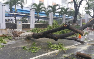 Người Đà Nẵng tất tả 'chạy bão' số 3 khi cây cối ngã đổ, nhiều người té xe