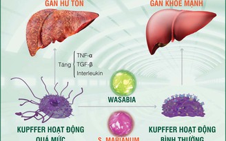 Chủ động chống độc, bảo vệ gan trước 'vòng vây' thực phẩm bẩn