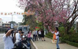 Khai hội hoa anh đào Đà Lạt