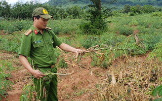 Giá sắn tăng, nông dân vẫn 'khóc ròng'