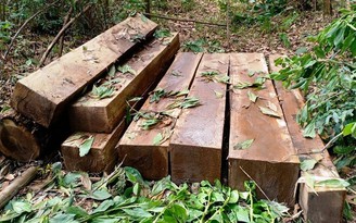 Quảng Nam: Bị lực lượng chức năng truy đuổi, bỏ lại gỗ lậu tháo chạy lên rừng