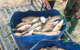 Quảng Bình: Sấm sét đánh chết hơn 3 tấn cá lóc của người dân nuôi trên hồ
