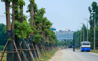 100 cây hoa sữa hồ Tây đâm chồi, nảy lộc ở 'núi rác' Nam Sơn
