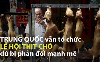 Trung Quốc: Vẫn tổ chức “lễ hội thịt chó” dù bị phản đối mạnh mẽ