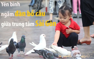 Yên bình ngắm đàn bồ câu trăm con giữa trung tâm Sài Gòn