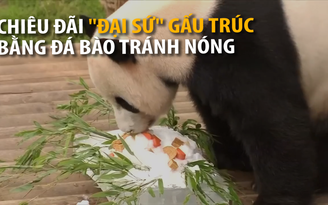 “Đại sứ” gấu trúc ăn đá bào tránh nóng