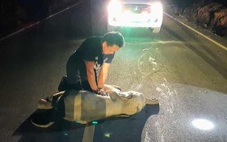 Xúc động cảnh xoa bóp tim hồi sinh voi con bị xe tông