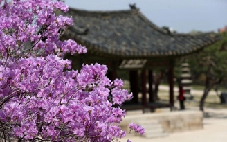 Tour ngắm hoa anh đào Hàn Quốc giảm còn 9,99 triệu đồng