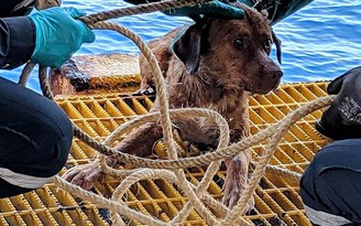 Giải cứu chú chó trôi dạt cách bờ biển Thái Lan 220 km