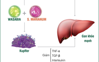 Phát hiện mới về tế bào Kupffer: 'Thủ phạm' gây ra nhiều tổn thương gan nguy hiểm